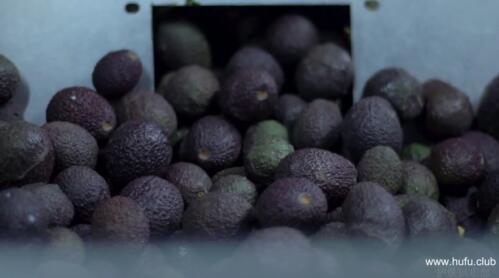 牛油果进行压榨制备牛油果油