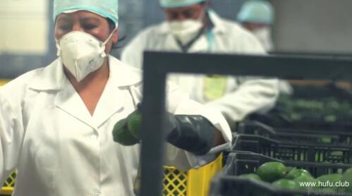 牛油果进行分拣