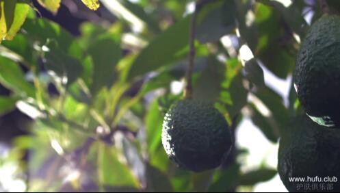 牛油果树上挂着