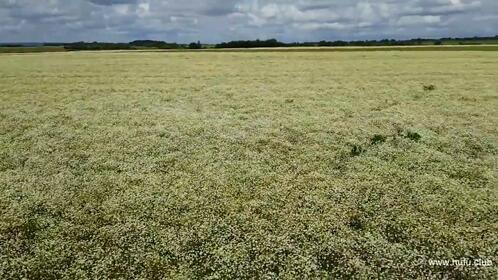 草原上密密麻麻的洋甘菊生长着