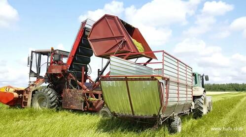 收割机运送洋甘菊