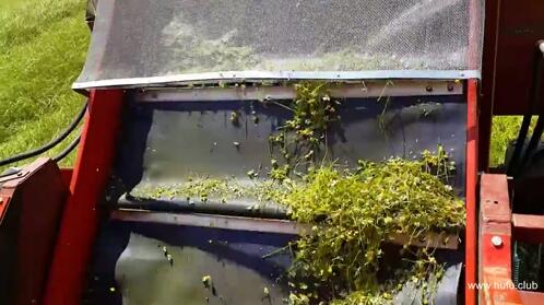 传输带在传输洋甘菊