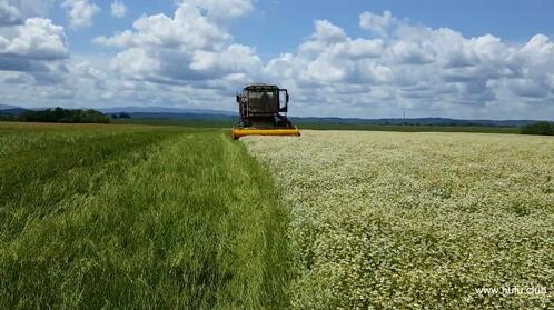 德国洋甘菊收割场景