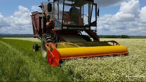 机器收割洋甘菊